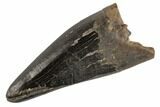 Juvenile Tyrannosaur Premax Tooth - Judith River Formation #194283-1